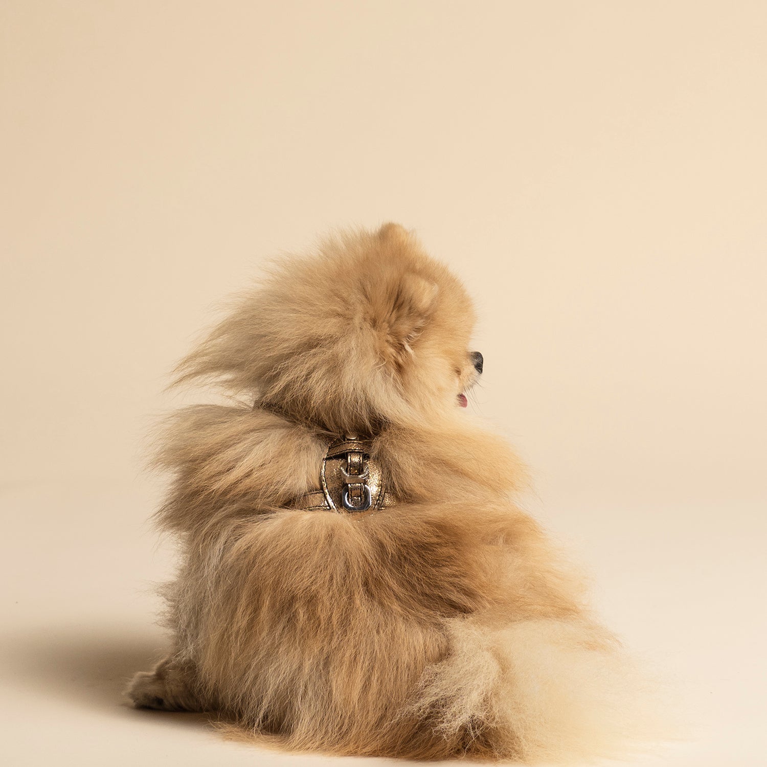 Harness - Limited Edition - Gold Laminated - My Light