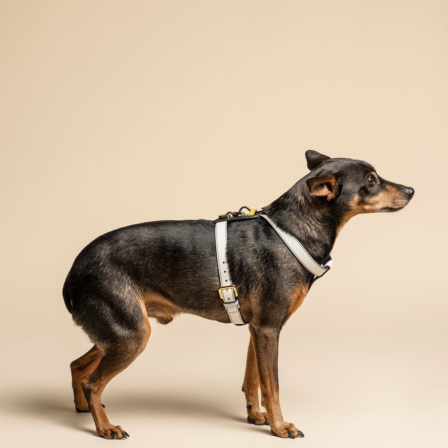 Harness- Limited Edition - Multicolor - Compasso d'Oro