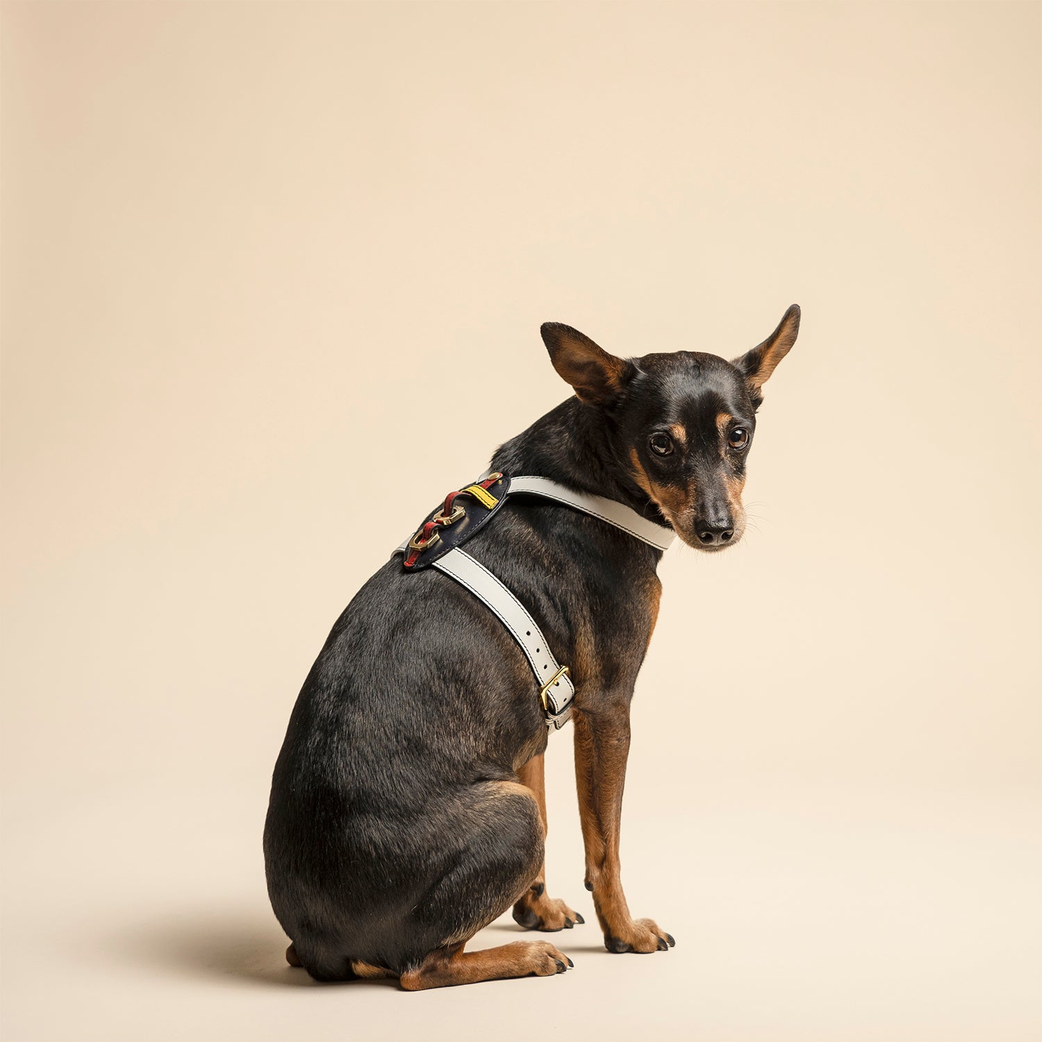 Harness- Limited Edition - Multicolor - Compasso d'Oro